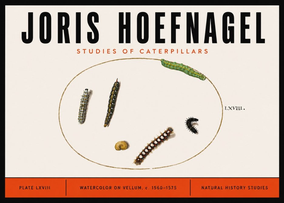 Joris Hoefnagel Studies of Caterpillars No6 - Plakat