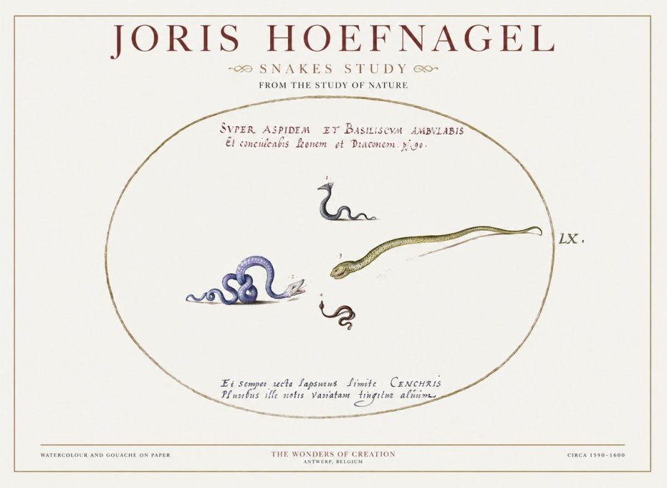 Joris Hoefnagel Studies of Serpents No2 - Plakat