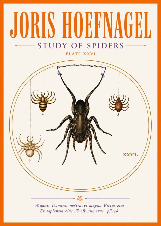 Joris Hoefnagel Study of Spiders No5 - Plakat