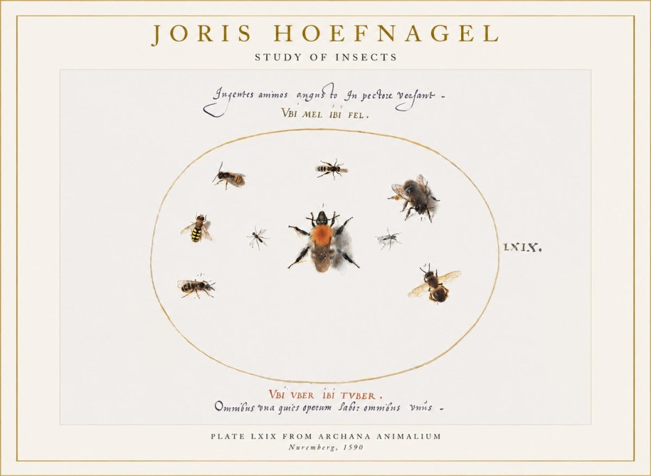 Joris Hoefnagel Insects Study II No6 - Plakat