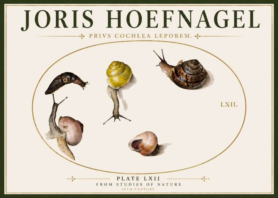 Joris Hoefnagel Privs Cochlea Leporem. No6 - Plakat
