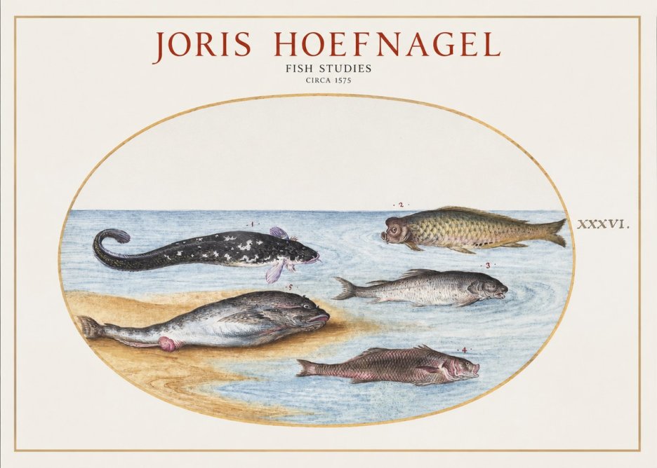 Joris Hoefnagel Fish Studies No1 - Plakat