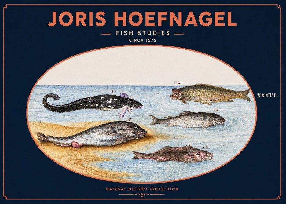 Joris Hoefnagel Fish Studies No2 - Plakat