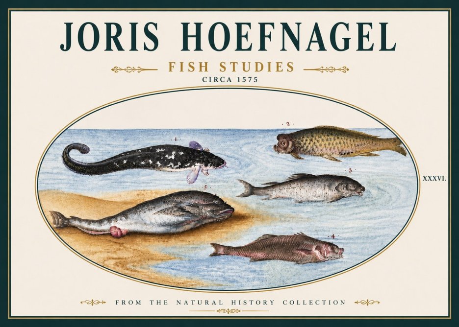 Joris Hoefnagel Fish Studies No5 - Plakat