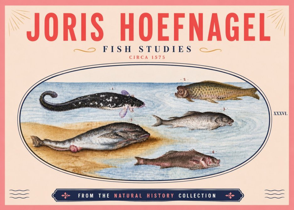 Joris Hoefnagel Fish Studies No6 - Plakat