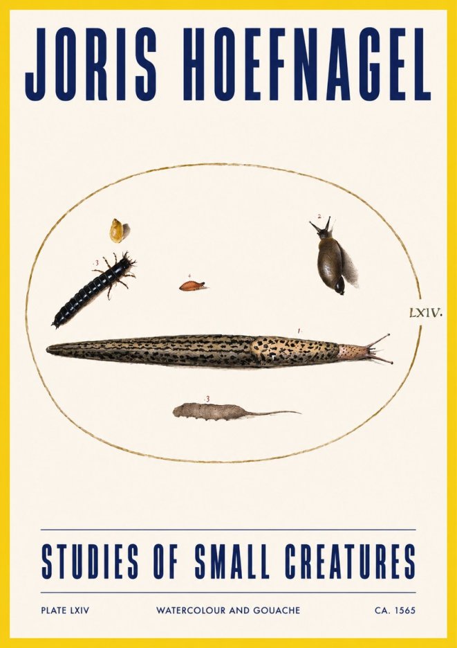 Joris Hoefnagel Plate Lxiv No3 - Plakat
