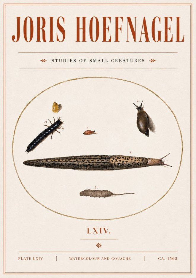 Joris Hoefnagel Plate Lxiv No5 - Plakat