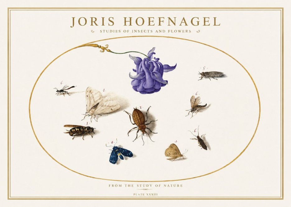 Joris Hoefnagel Studies of Insects and Flowers No5 - Plakat