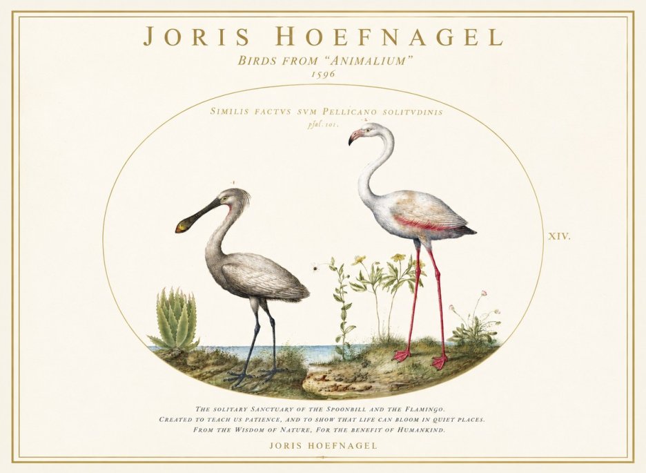 Joris Hoefnagel The Solitary Sanctuary of the Spoonbill and the Flamingo No1 - Plakat