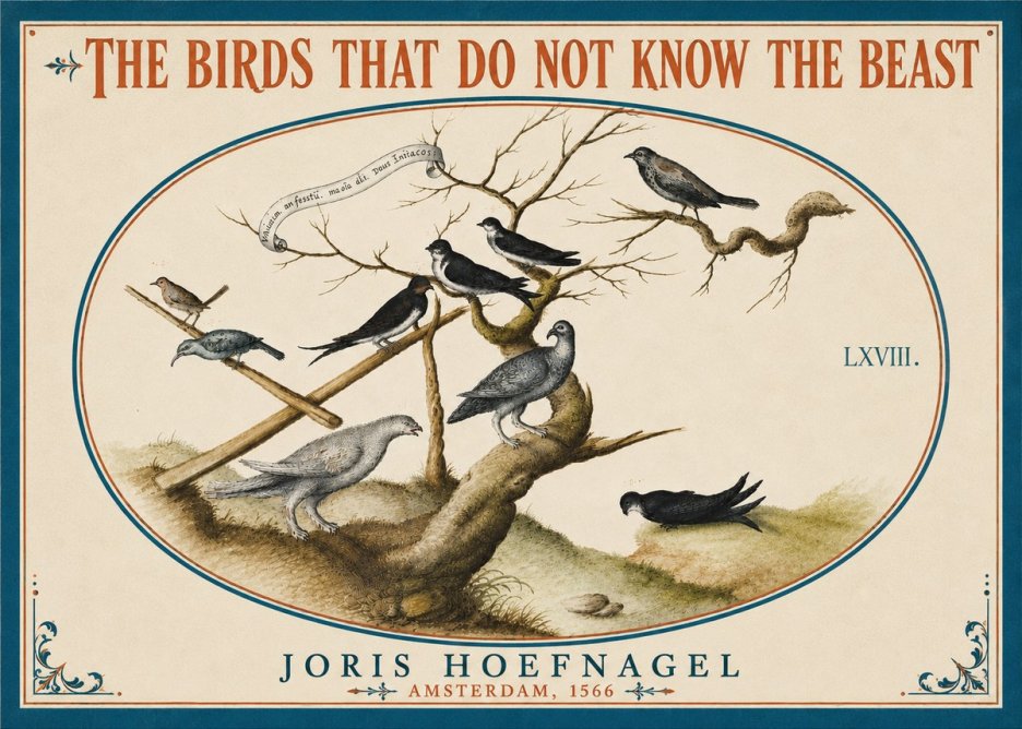 Joris Hoefnagel Birds Study No6 - Plakat
