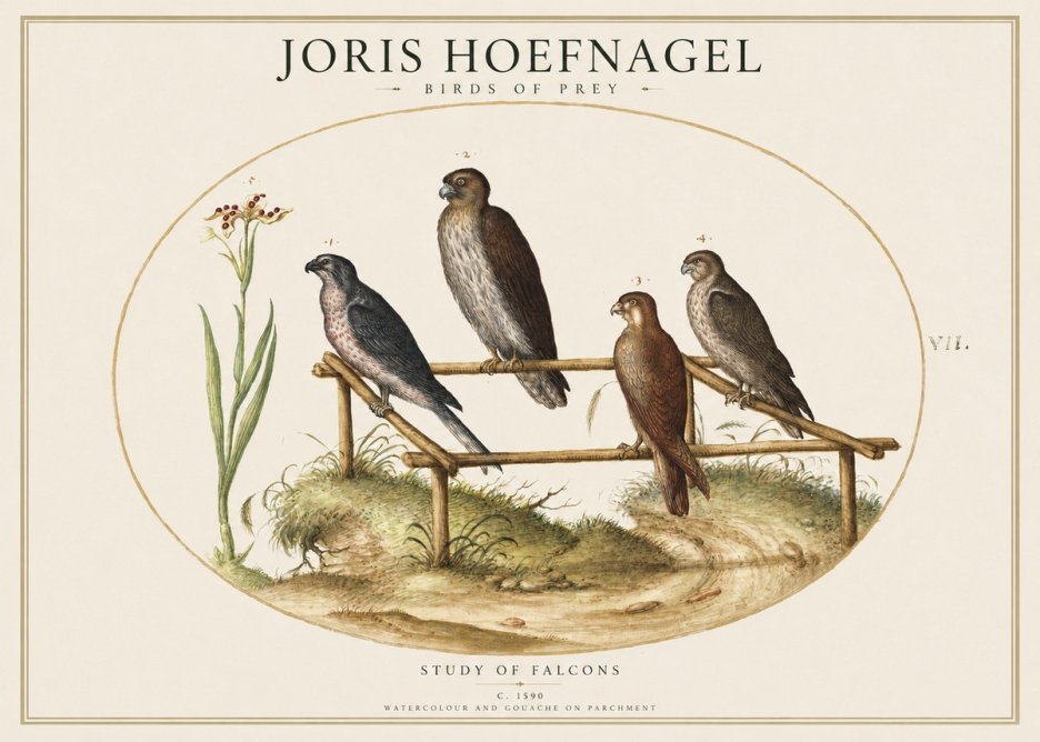 Joris Hoefnagel Study of Falcons No1 - Plakat