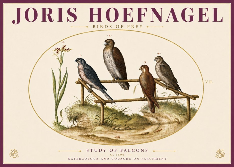 Joris Hoefnagel Study of Falcons No6 - Plakat