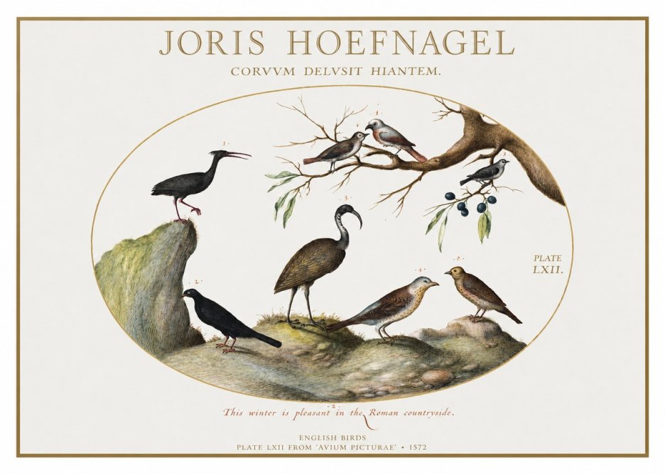 Joris Hoefnagel English Birds Plate Lxii No1 - Plakat
