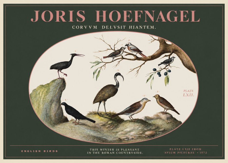 Joris Hoefnagel English Birds Plate Lxii No2 - Plakat