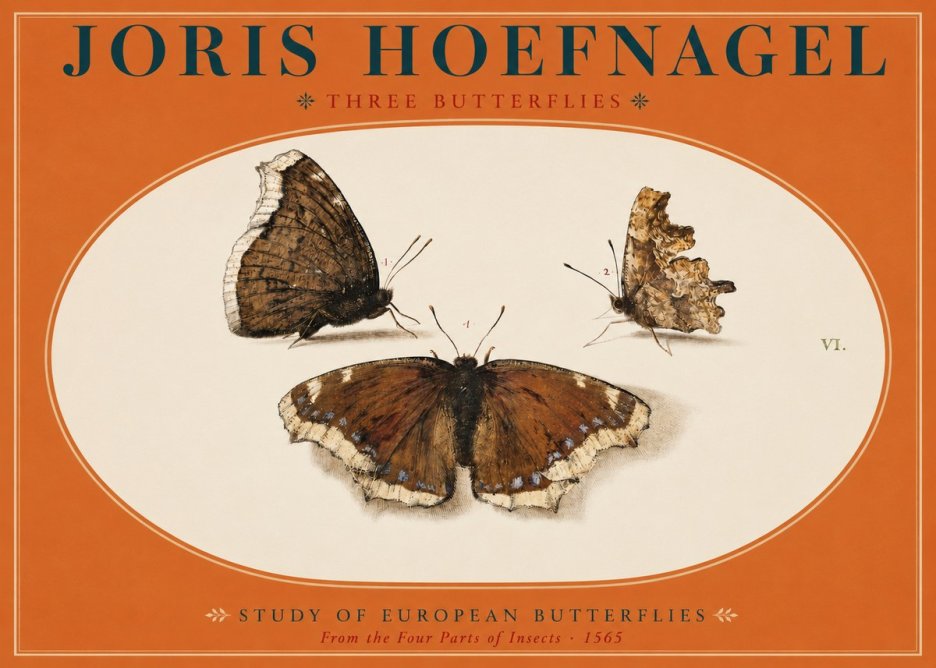 Joris Hoefnagel Three Butterflies I No2 - Plakat