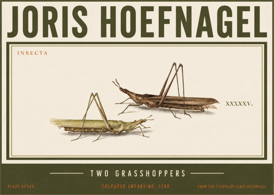 Joris Hoefnagel Two Grasshoppers No3 - Plakat