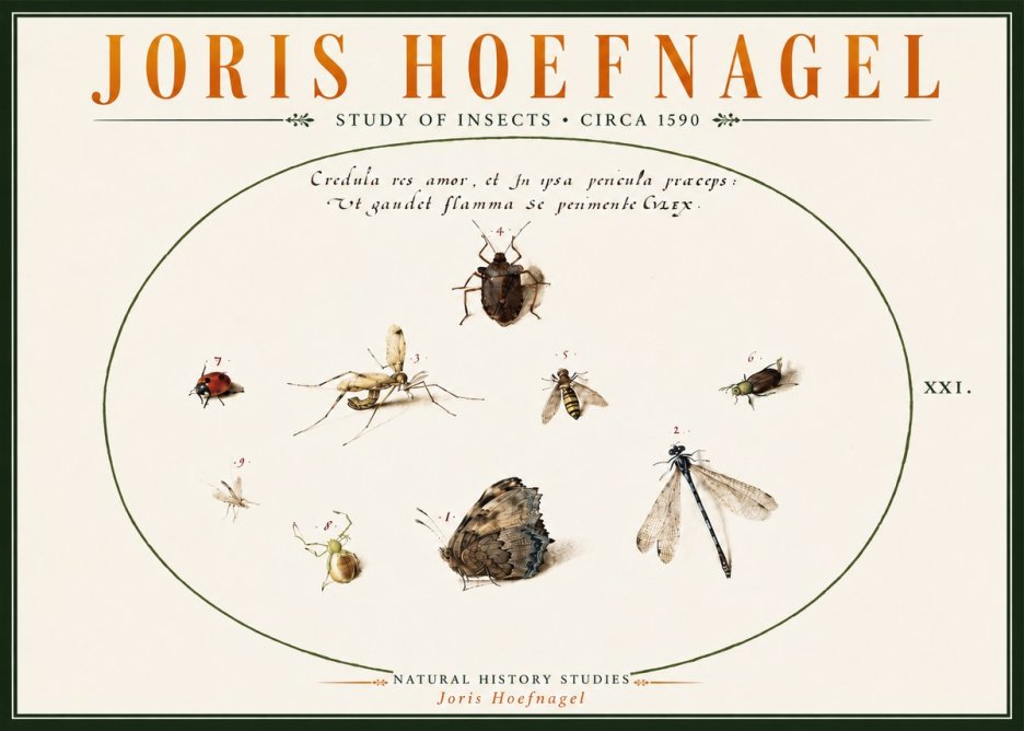 Joris Hoefnagel Study of Insects • Circa 1590 No6 - Plakat