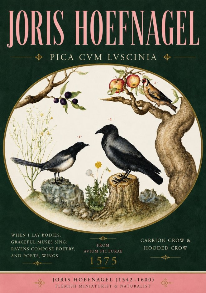 Joris Hoefnagel Carrion Crow & Hooded Crow No5 - Plakat