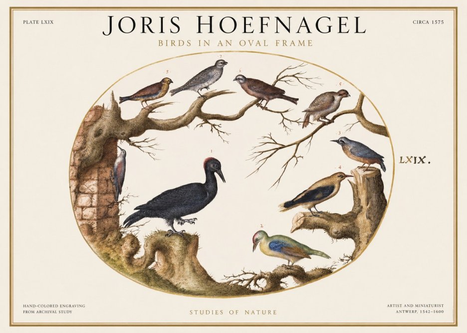 Joris Hoefnagel Birds in an Oval Frame No1 - Plakat