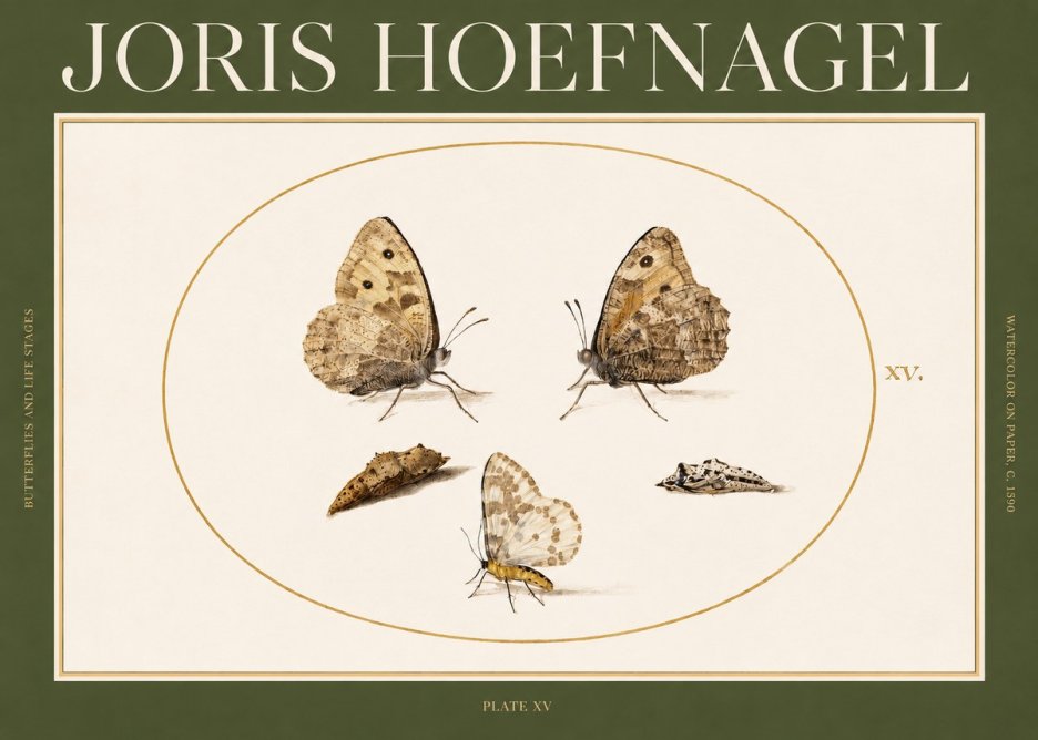 Joris Hoefnagel Butterflies and Life Stages - Plate Xv No2 - Plakat