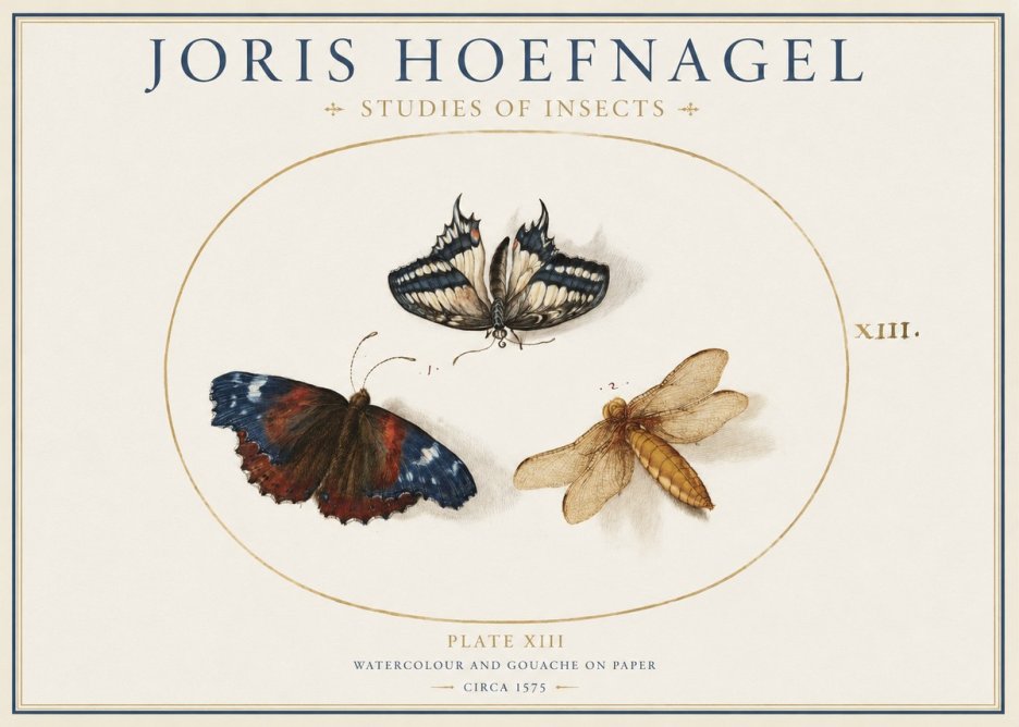 Joris Hoefnagel Studies of Insects - Plate Xiii No1 - Plakat