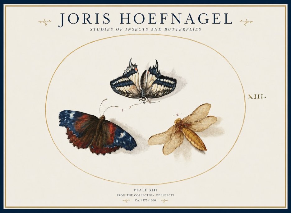 Joris Hoefnagel Studies of Insects - Plate Xiii No2 - Plakat