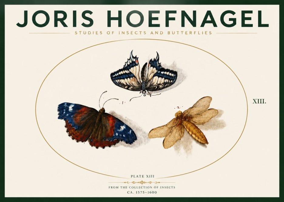 Joris Hoefnagel Studies of Insects - Plate Xiii No4 - Plakat