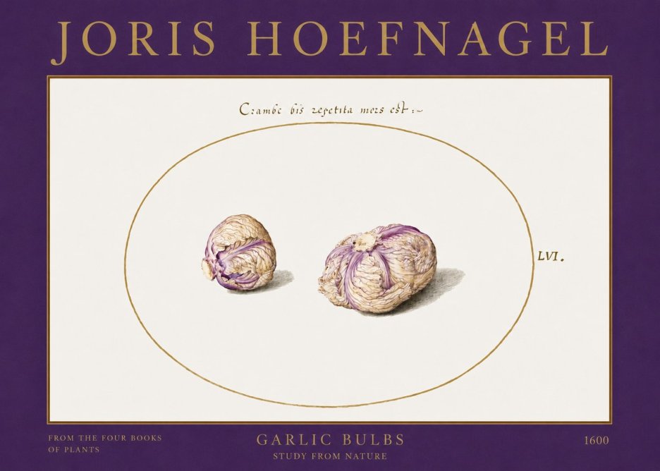 Joris Hoefnagel Garlic Bulbs Study from Nature No2 - Plakat