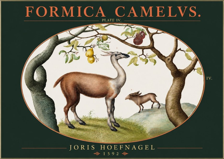 Joris Hoefnagel Formicamelus. No3 - Plakat