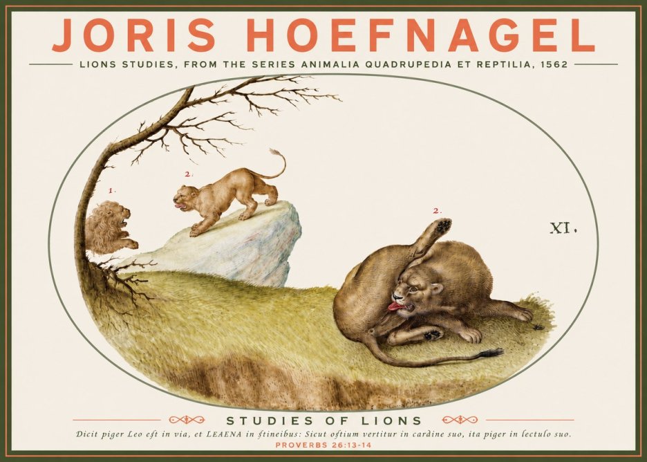 Joris Hoefnagel Lions Studies No3 - Plakat