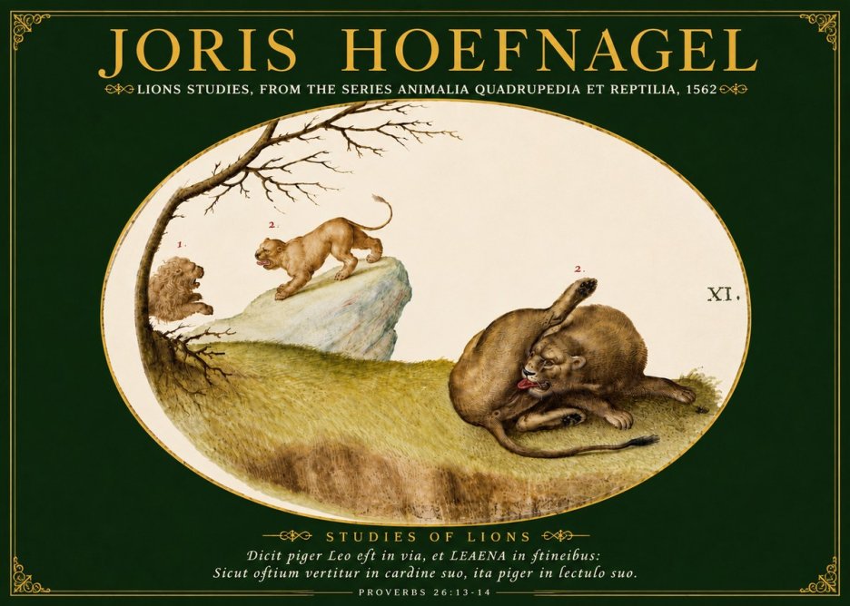 Joris Hoefnagel Lions Studies No5 - Plakat