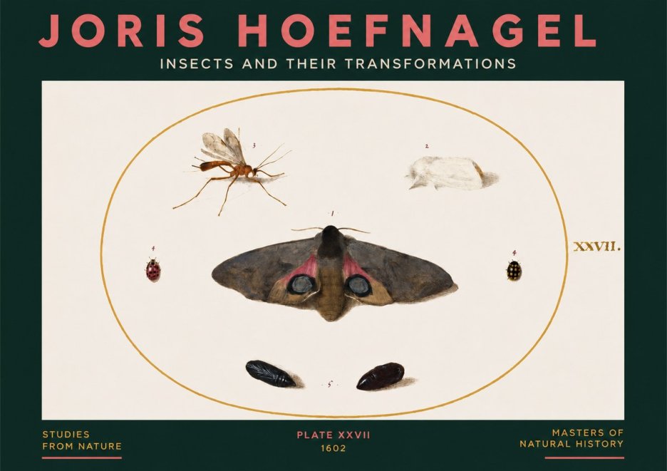 Joris Hoefnagel Insects and Their Transformations - Plate Xxvii No3 - Plakat