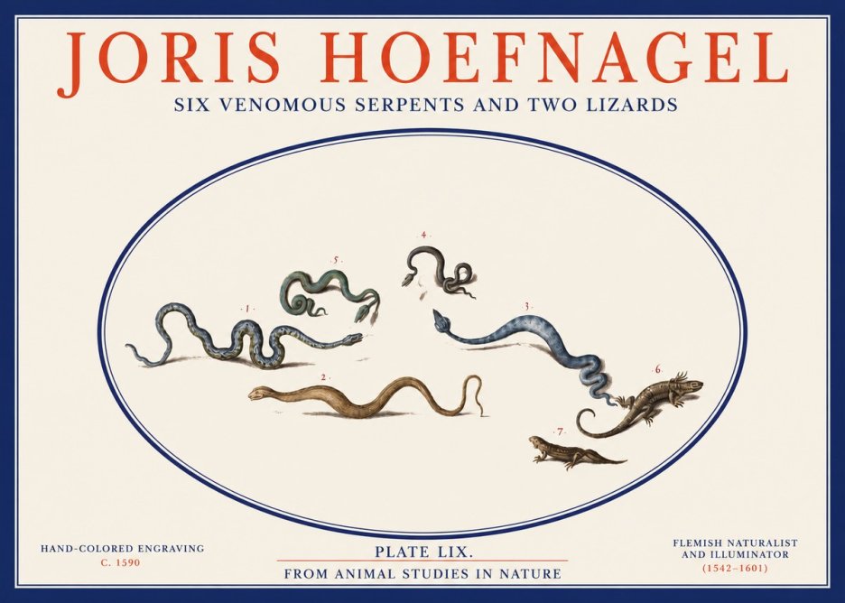 Joris Hoefnagel Six Venomous Serpents and Two Lizards No2 - Plakat