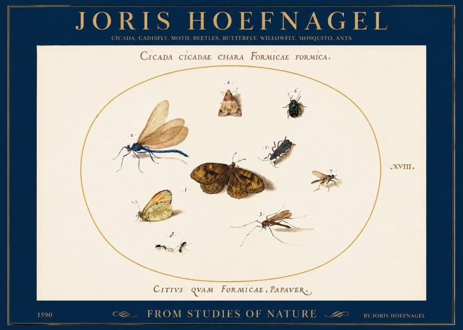 Joris Hoefnagel Cicada Cicadae Chara Formicae Formica. No2 - Plakat
