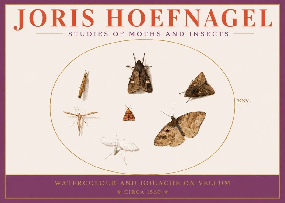 Joris Hoefnagel Studies of Moths and Insects - Xxv. No3 - Plakat