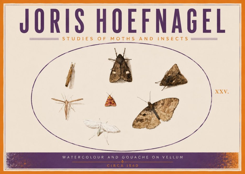 Joris Hoefnagel Studies of Moths and Insects - Xxv. No5 - Plakat