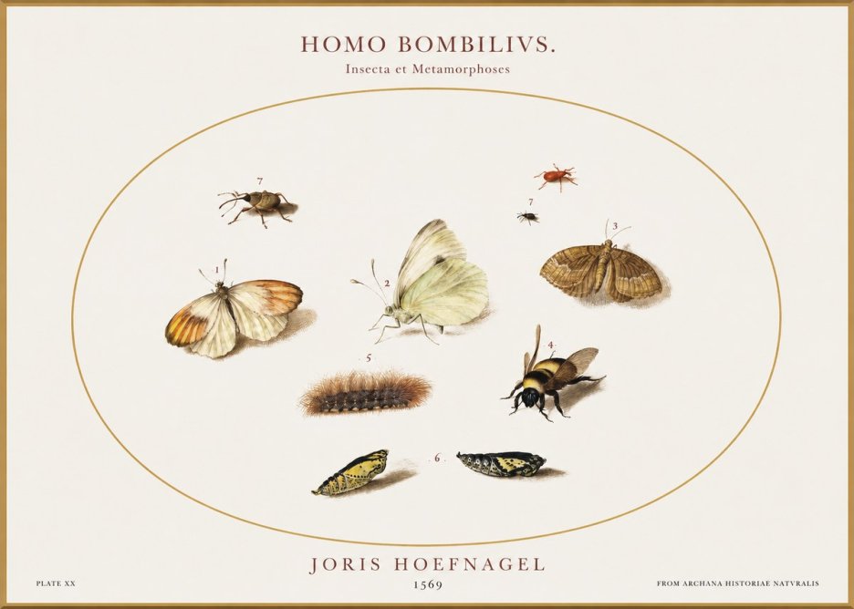 Joris Hoefnagel Homo Bombilivs. Insecta Et Metamorphoses No1 - Plakat