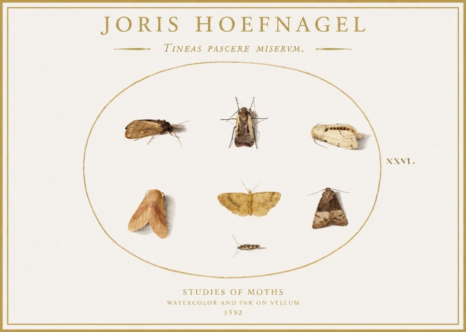 Joris Hoefnagel Studies of Moths II No1 - Plakat