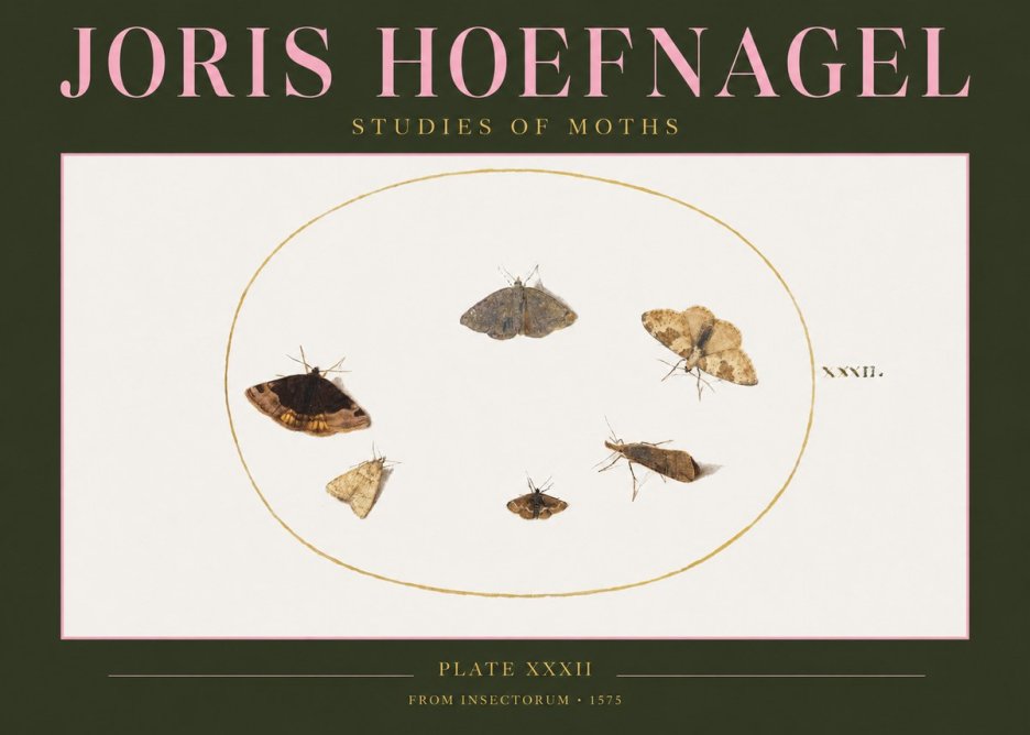 Joris Hoefnagel Studies of Moths III No2 - Plakat