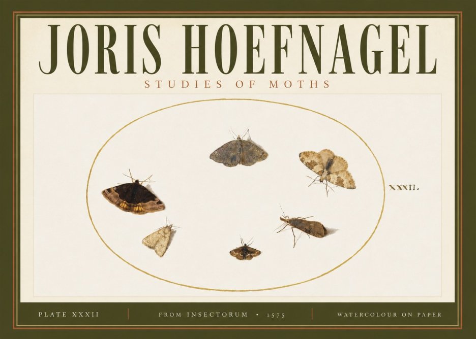 Joris Hoefnagel Studies of Moths III No4 - Plakat
