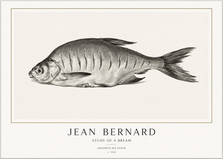 Jean Bernard Study of a Bream No1 - Plakat