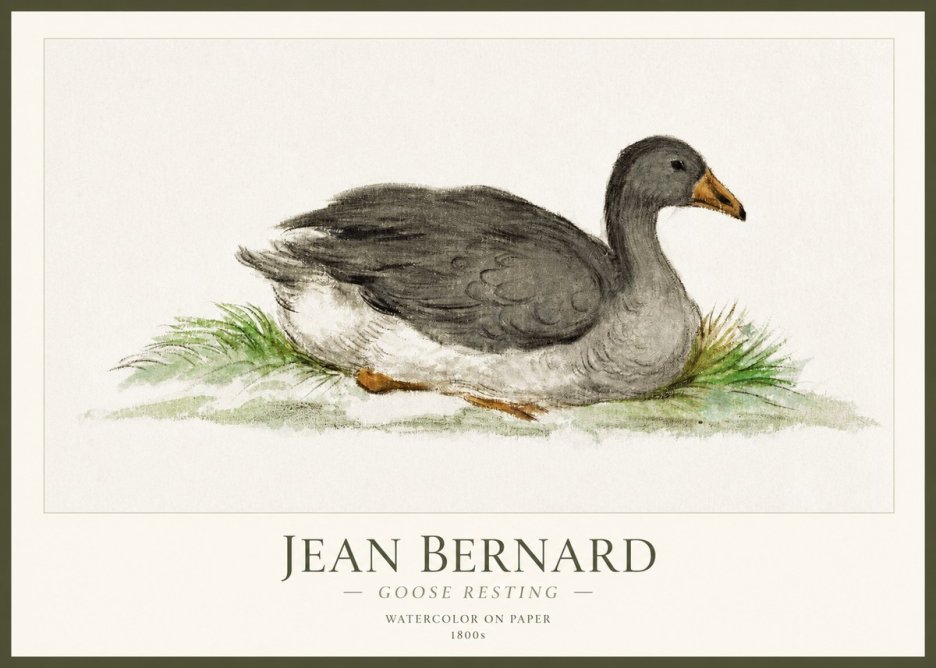 Jean Bernard Goose Resting No1 - Plakat