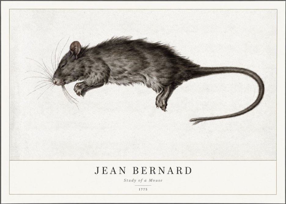 Jean Bernard Study of a Mouse II No1 - Plakat