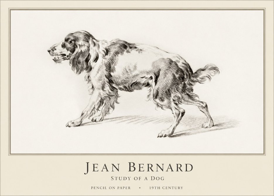 Jean Bernard Study of a Dog V No1 - Plakat