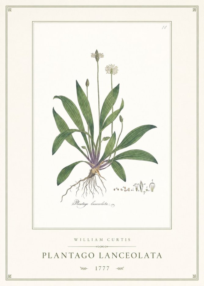 William Curtis Plantago Lanceolata II No1 - Plakat