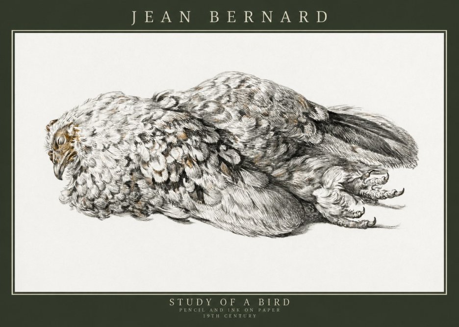 Jean Bernard Study of a Bird I No3 - Plakat