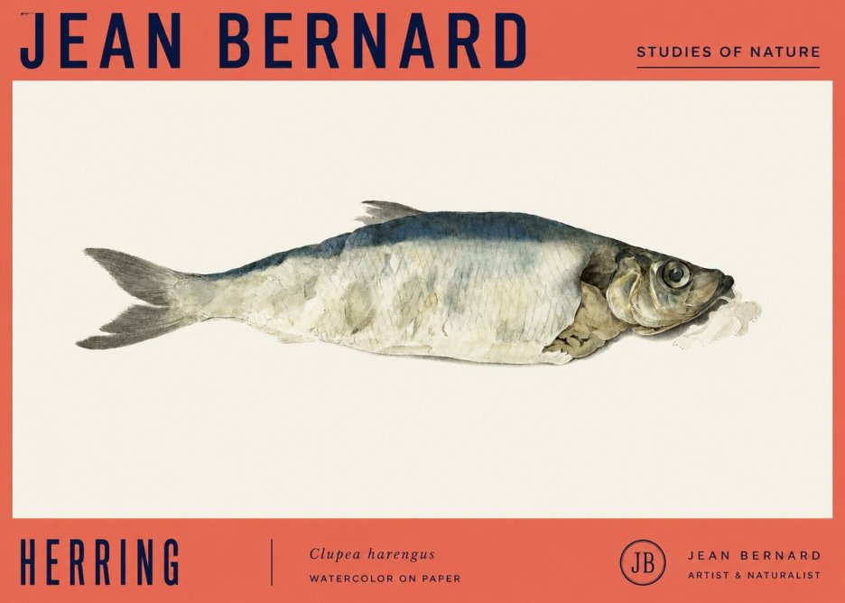 Jean Bernard Herring No4 - Plakat
