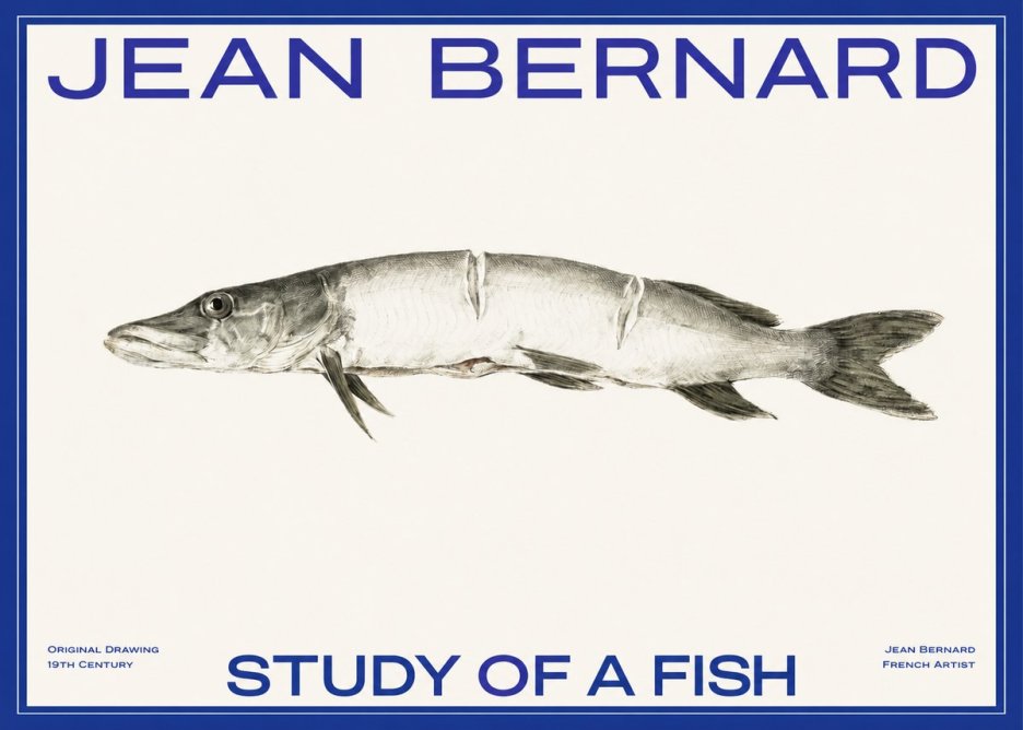 Jean Bernard Study of a Fish II No2 - Plakat