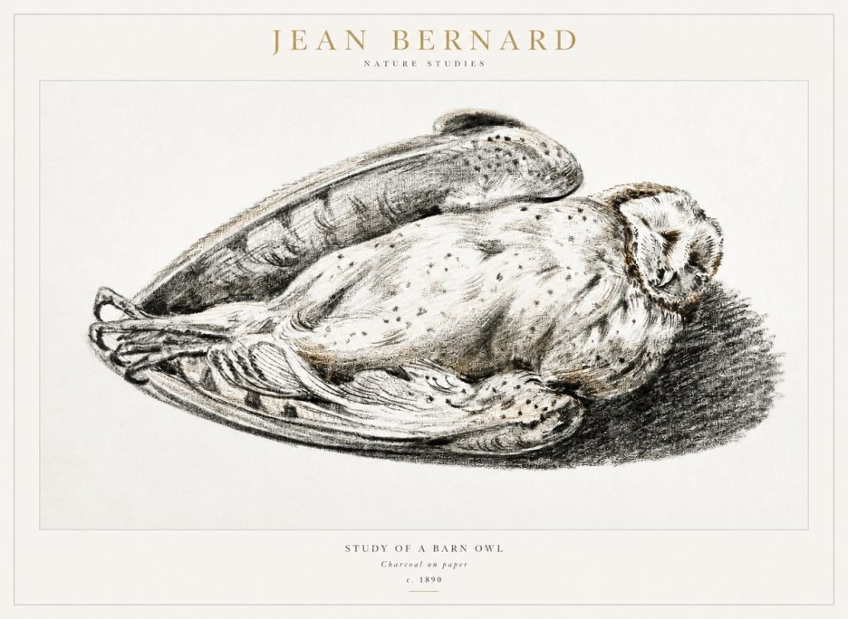 Jean Bernard Sleeping Owl No2 - Plakat