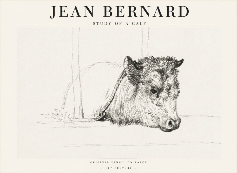 Jean Bernard Study of a Calf I No1 - Plakat